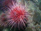 underwater photography urchin