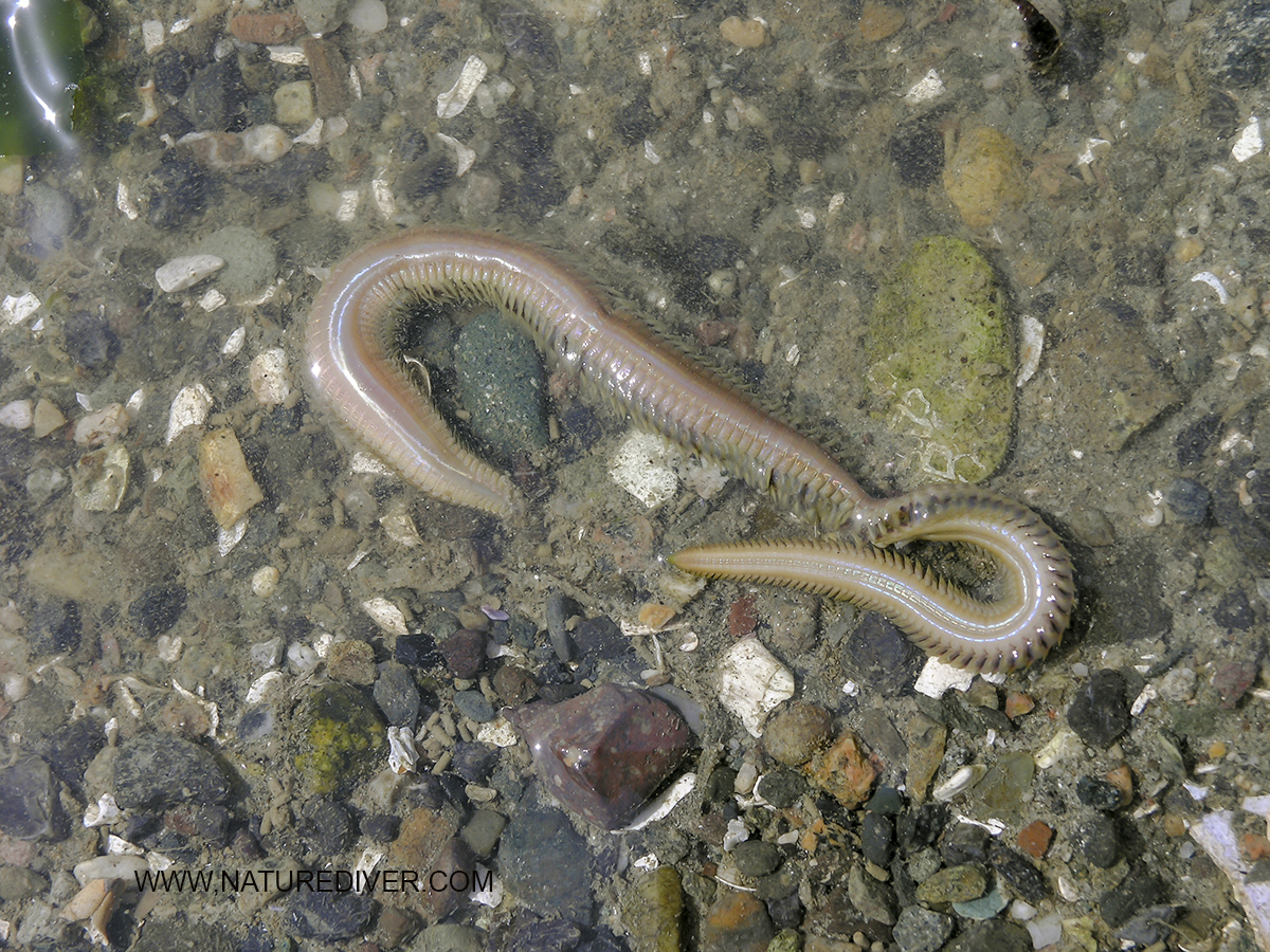 Goddess-Worm (Nephtys spp) 1