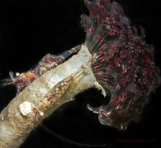 Northern Feather Duster Worm (Eudistylia vancouveri)