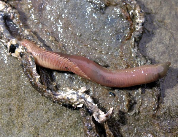 Sand Worm (Nereis brandti)