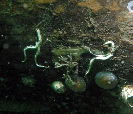 Western Calcareous Tubeworm