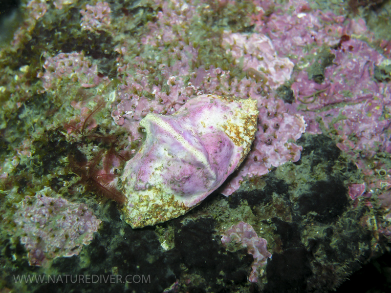 Butterfly Crab (Cryptolithodes typicus) 1