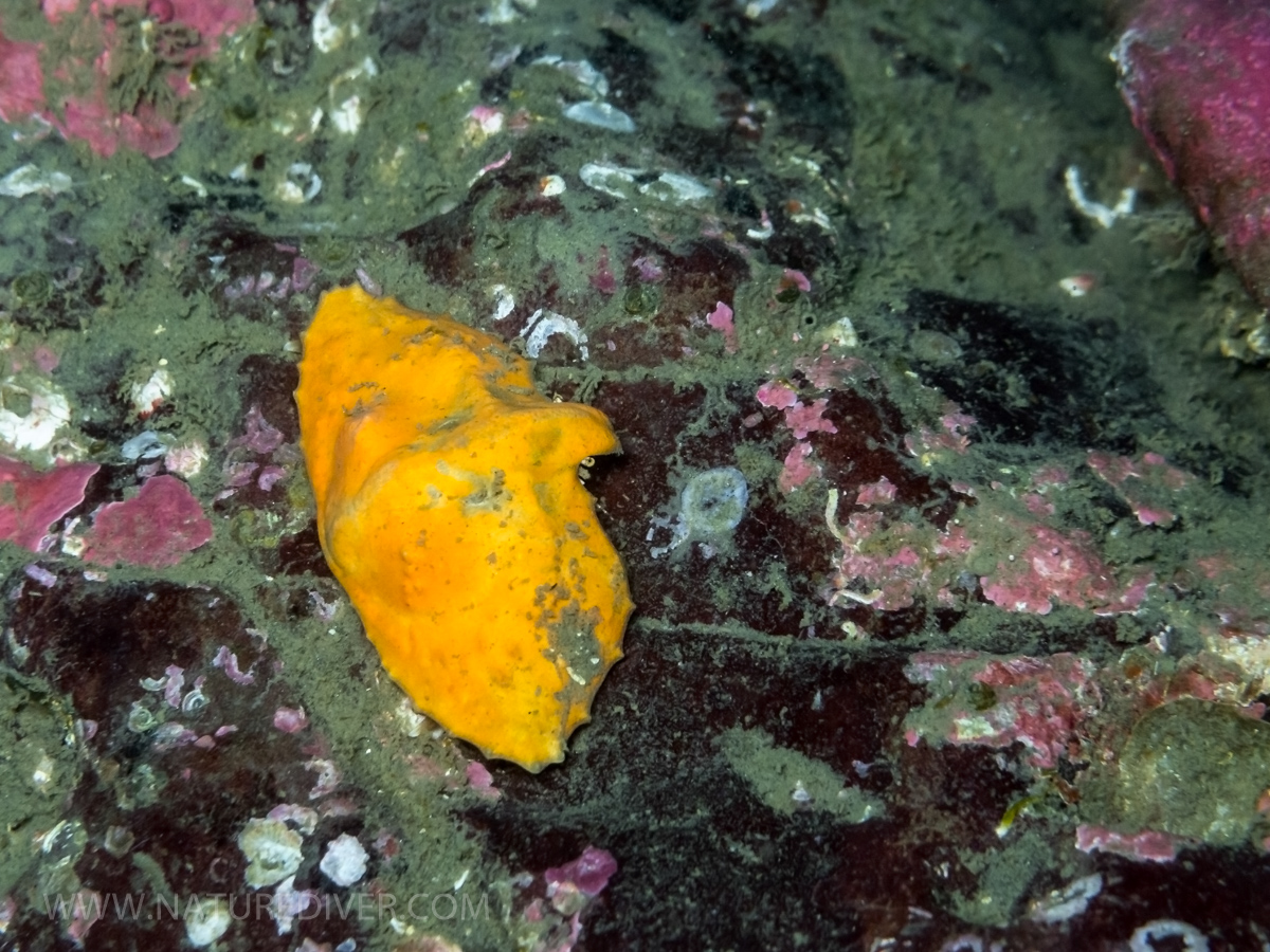 Butterfly crab (Cryptolithodes typicus)