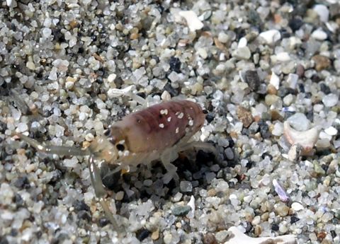 California Beach Hopper (Megalorchestia californiana)