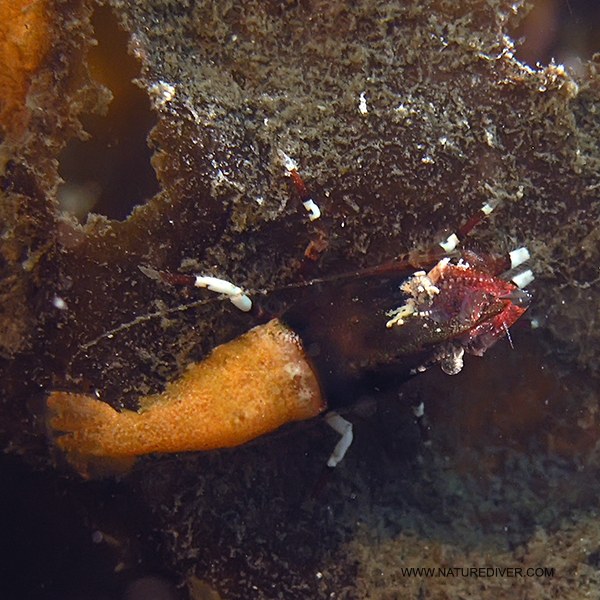 Deep Bladed Shrimp (Spirontocaris prionota)