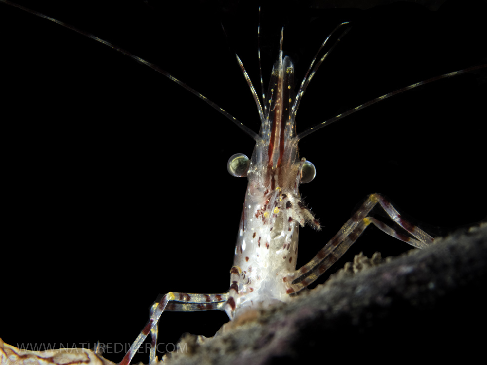 Coonstripe Shrimp (Pendalus danae) - Dilbert