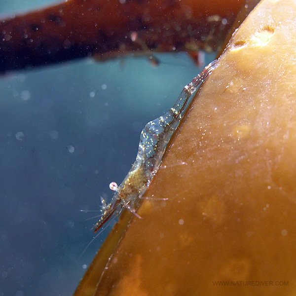 Elegant Coastal Shrimp (Heptacarpus decorus)