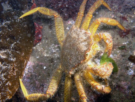 Furrowed Rock Crab (Cancer branneri)