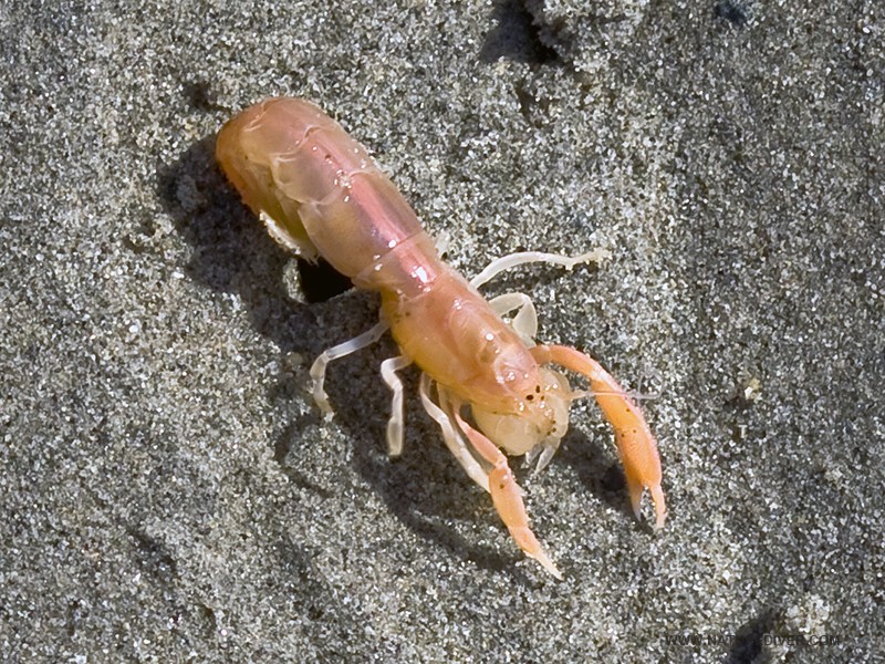 Ghost Bay Shrimp (Neotrypaea californiensis)