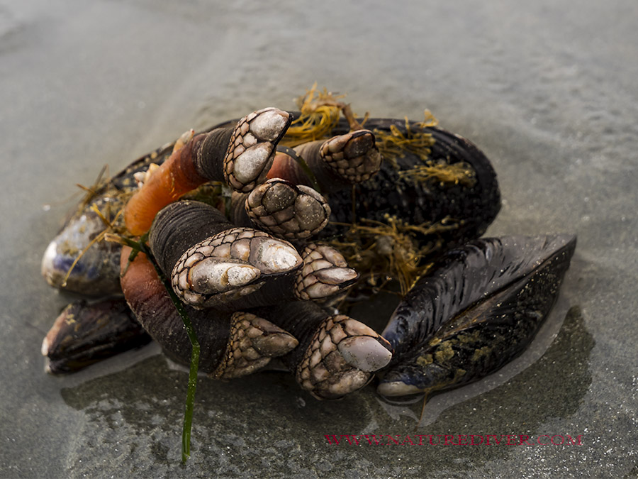 Goose-neck Barnacles (Pollicipes polymerus)