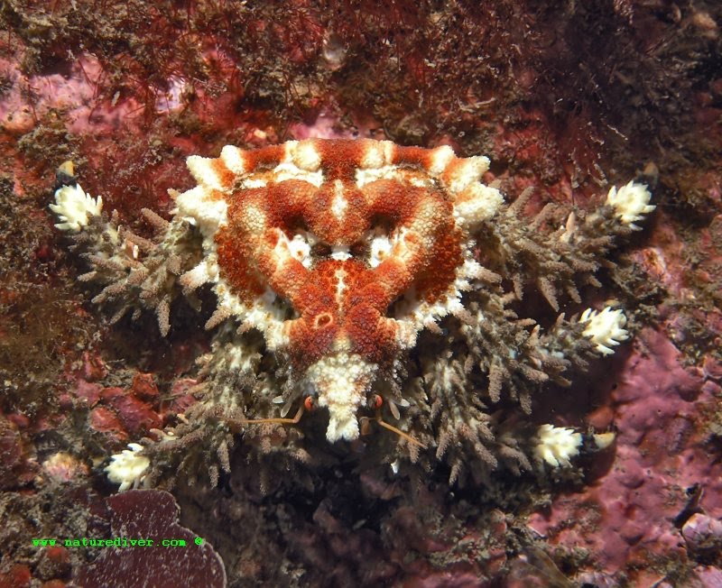 Heart Crab (Phyllolithodes papillosus)