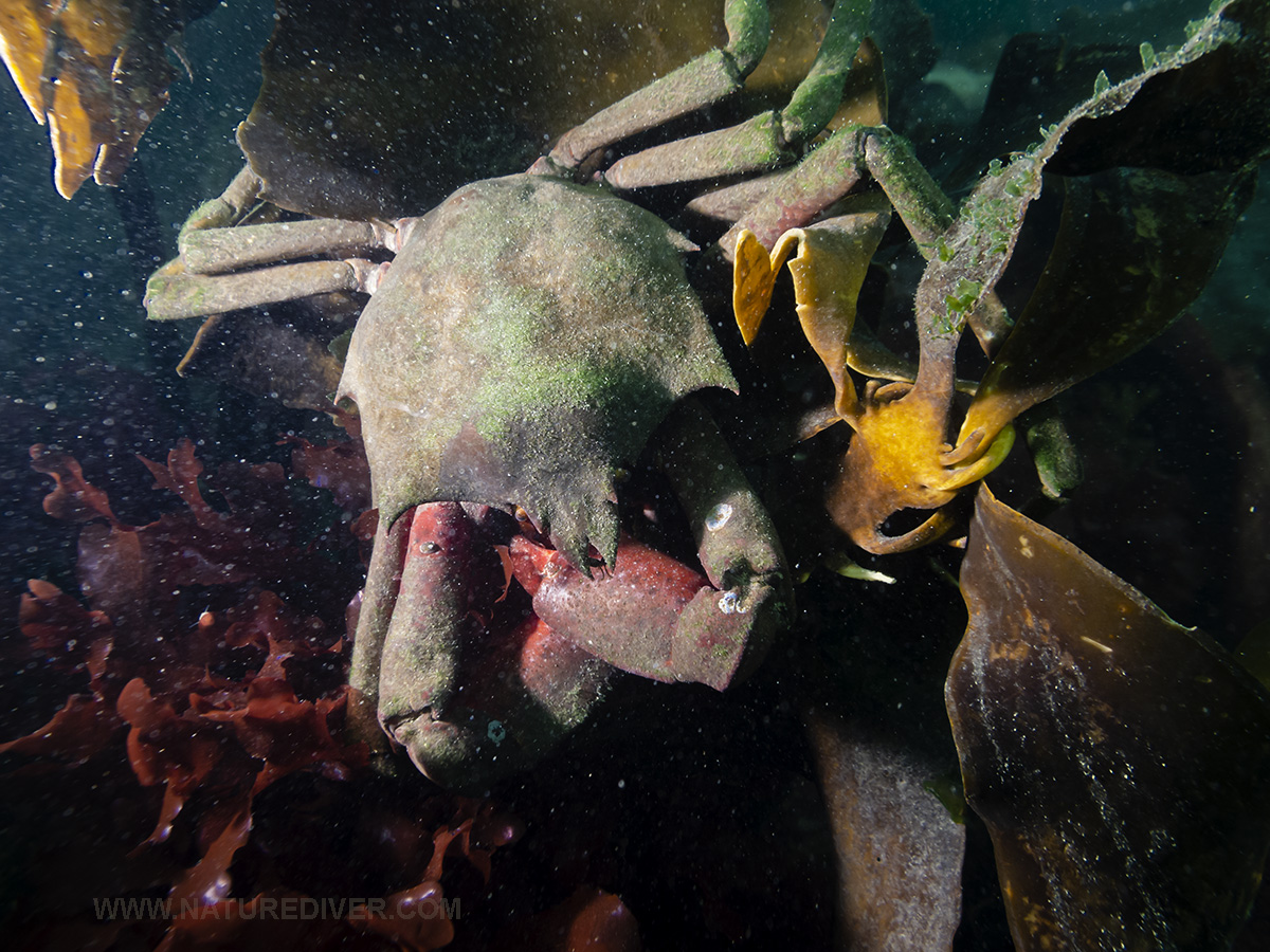 Northern Kelp Crab (Pugettia producta)2