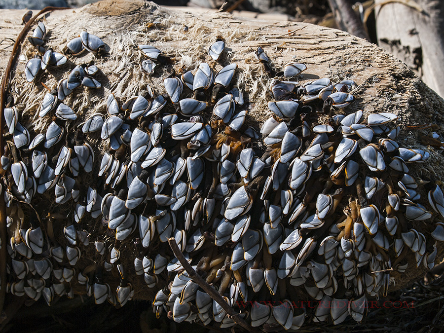 Pelagic Gooseneck Barnacle (Lepas anatifera)