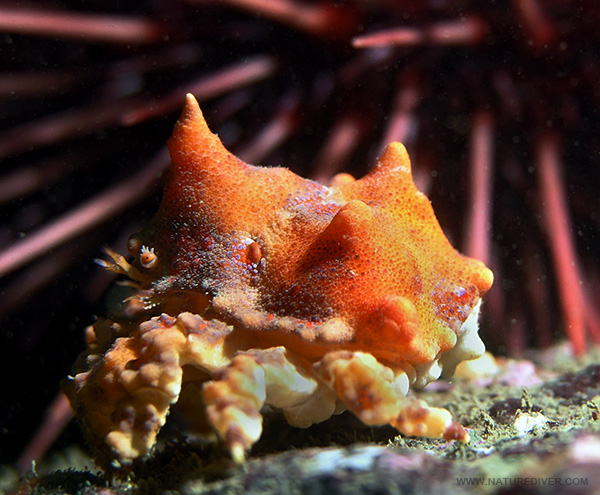 Puget Sound King Crab (Lopholithodes mandtii) - juvenile