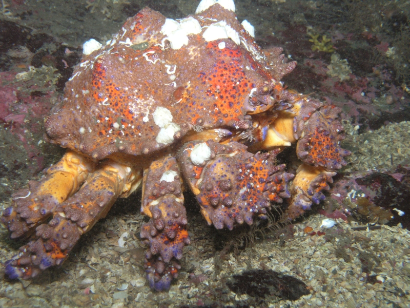 Puget Sound King Crab