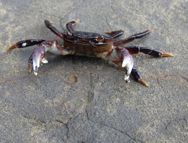 Purple Shore Crab (Hemigrapsus nudus)