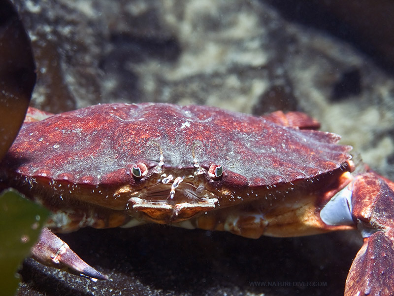 Red Rock Crab (Cancer productus)