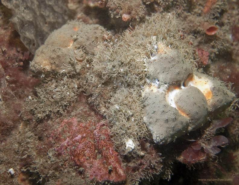 Rhinoceros Crab (Rhinolithodes wosnessenskii)