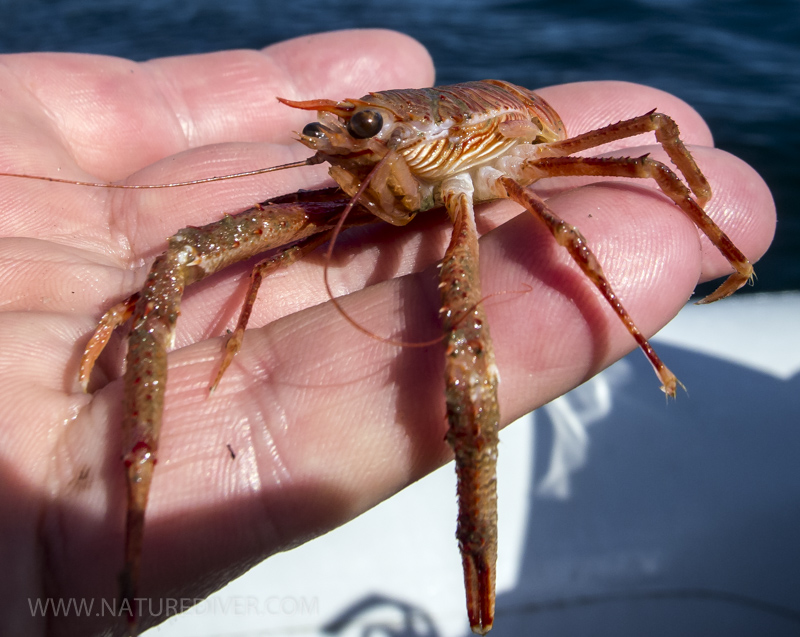 Squat lobster (Mundida quadrispina)