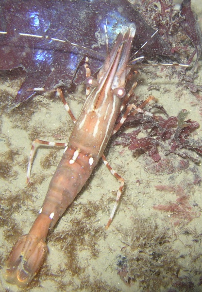 Two Spotted Prawn (Pandalus platyceros)