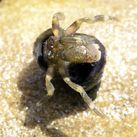 Whiteknee Hermit (Pagurus dalli)