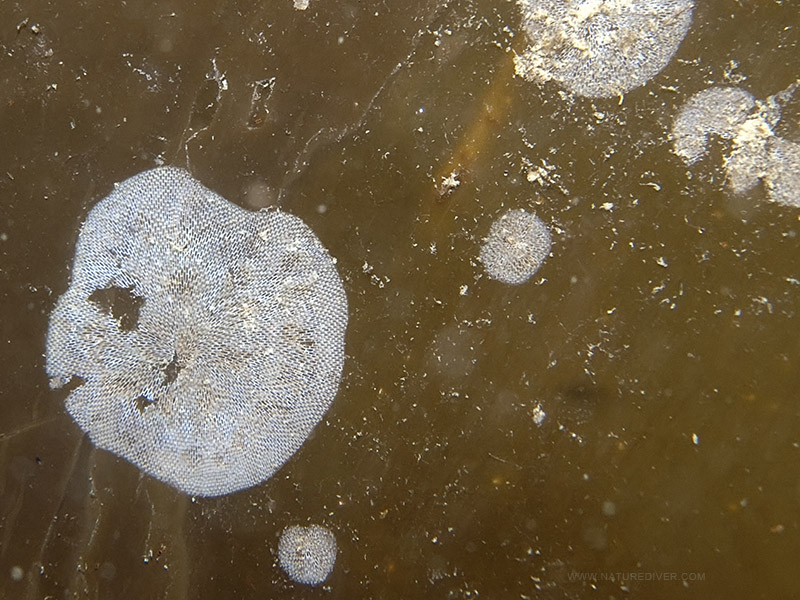 Kelp-Encrusting Bryozoan (Membranipora serrilamella)