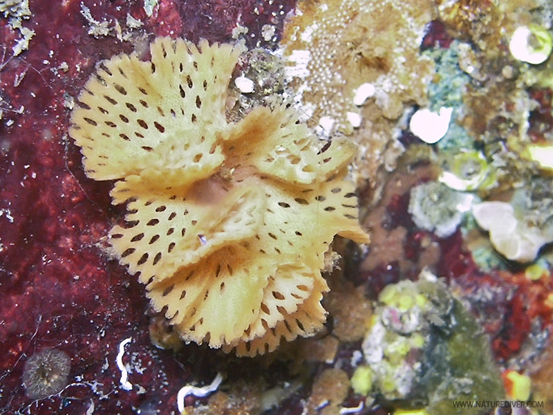 Lattice-work Brtozoan (Phidolopora pacifica)