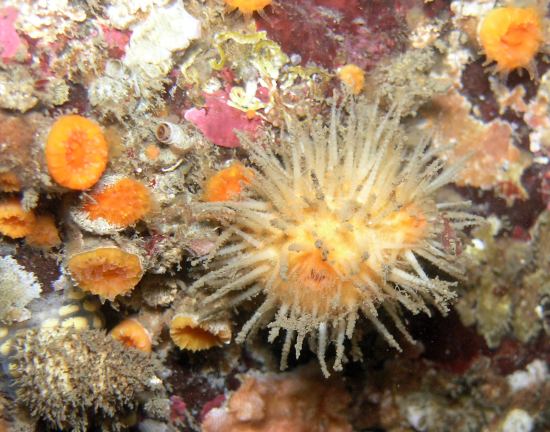 Bristly Tunicate (Halocynthia igaboja)