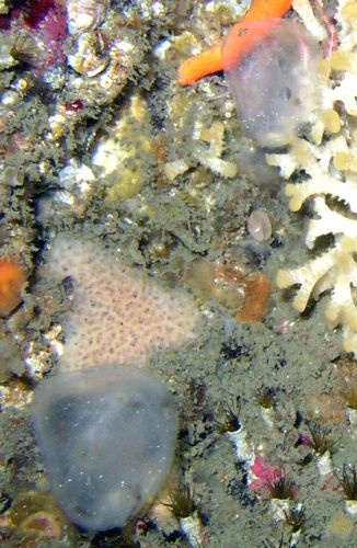 Brooding Transparent Tunicate (Corella inflata)
