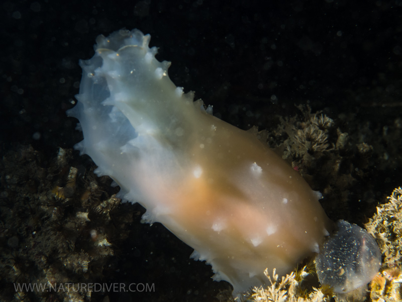 Glassy Tunicate (Ascidia paratropa)