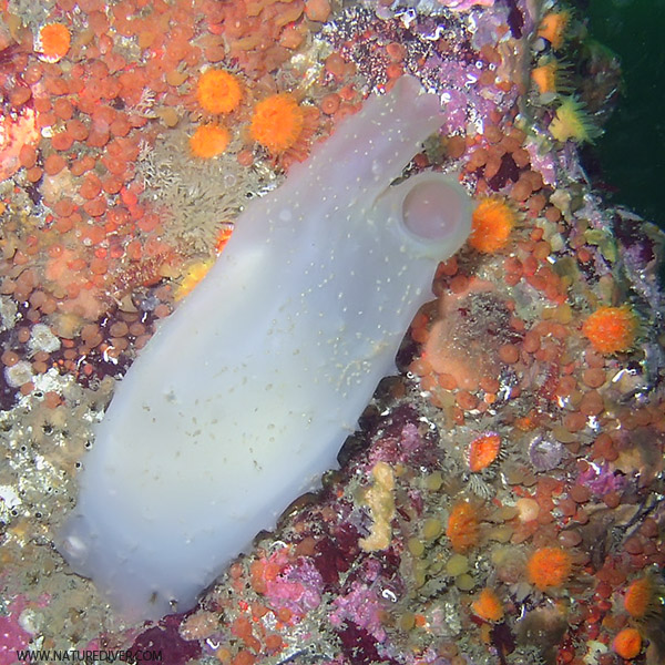 Glassy Tunicate (Ascidia paratropa)