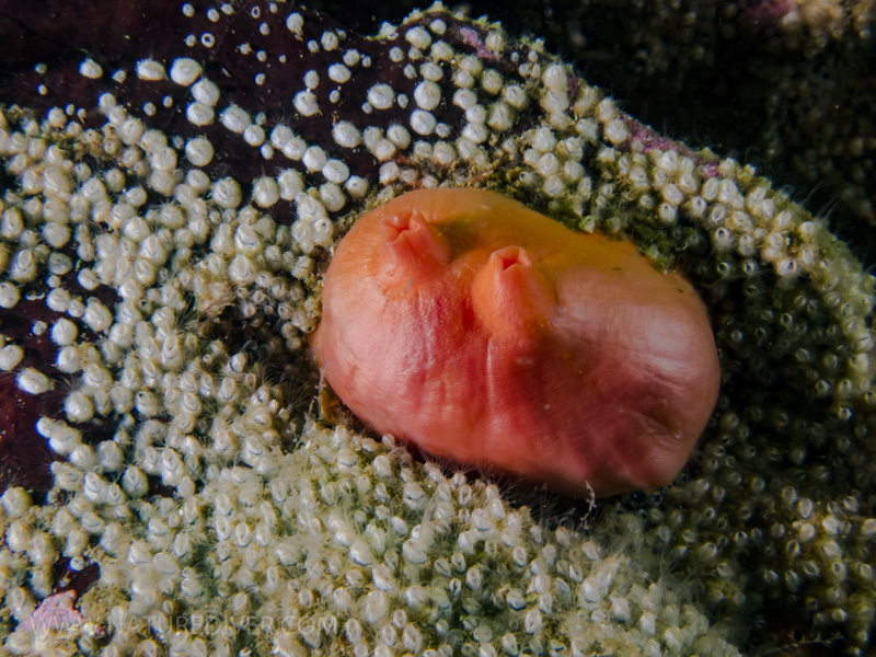 Broadbase Tunicate (Cnemidocarpa finmarkiensis)