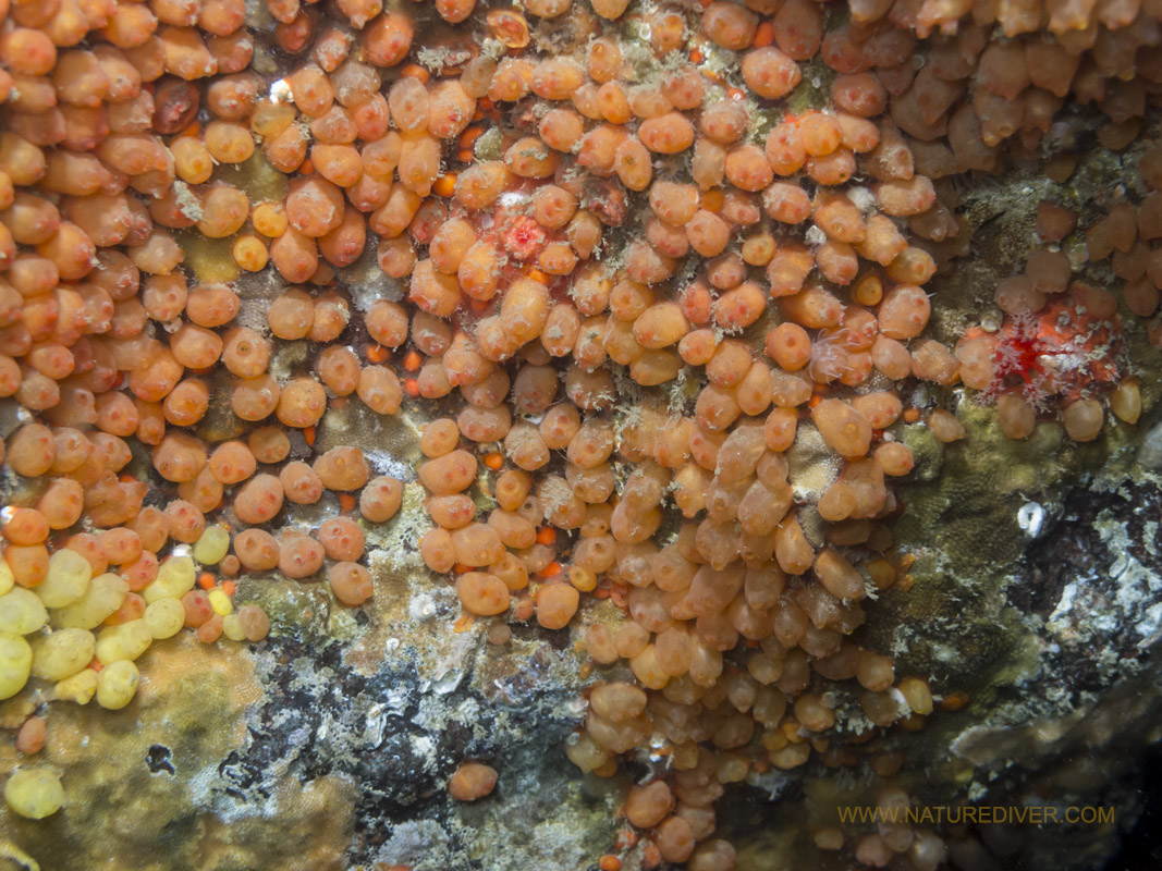 Orange Social Tunicate (Metandrocarpa taylori)