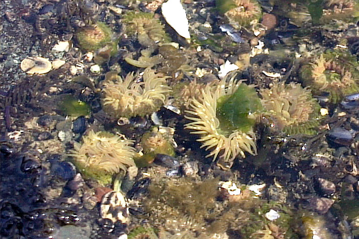 Aggregating Anemones (Anthopleura elegantissima)