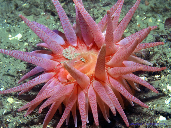 Crimson Anemone (Cribrinopsis fernaldi)