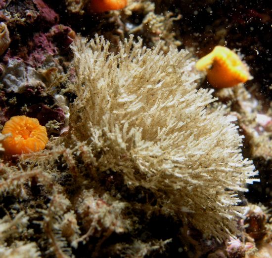 Fibre-Optic Hydroid (Abietinaria greenei)