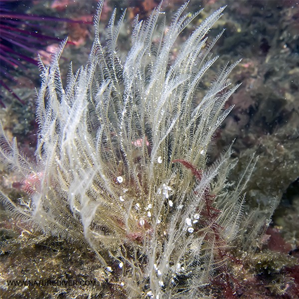 Glassy Plume Hydroid (Plumularia setacea)