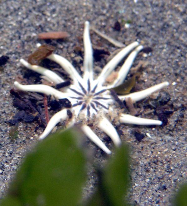 Halcampa decemtentaculata (Burrowing Anemone sp)'