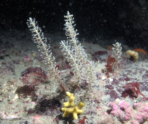 Horse-Tail Hydroid (Rhizocaulus verticillatus)