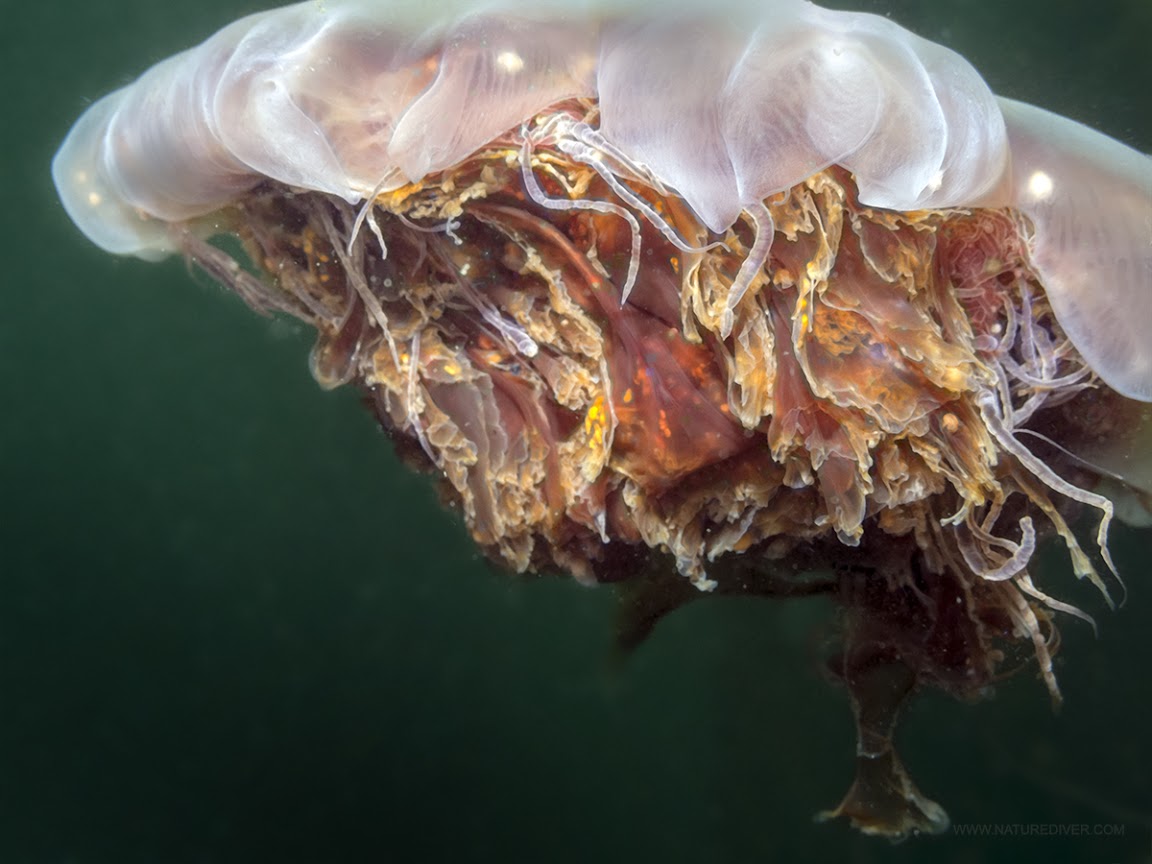 Lions Mane Jellies (Cyanea capillata)