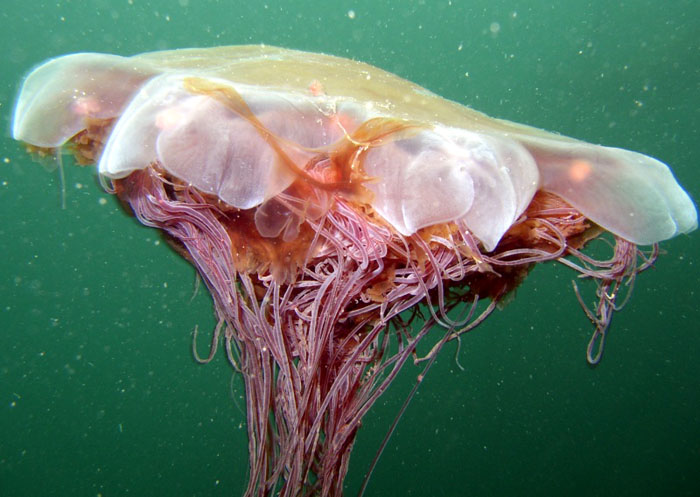 Lions Mane Jellies (Cyanea capillata)