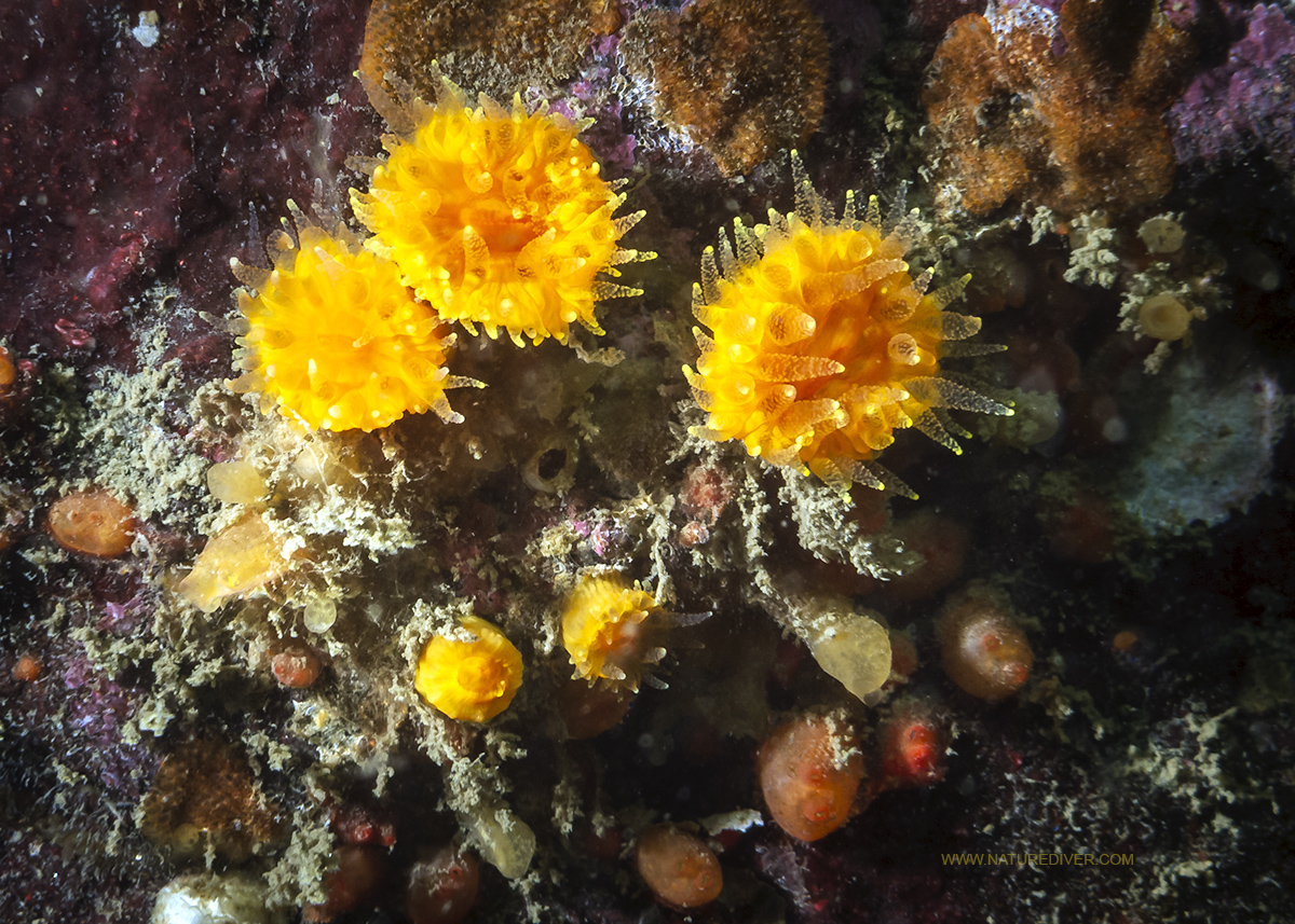 Orange Cup Coral (Balanophyllia elegans)2