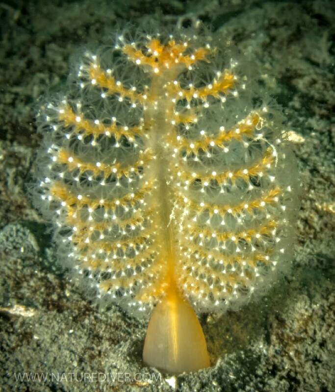 Orange Sea Pen (Ptilosarcus gurneyi)