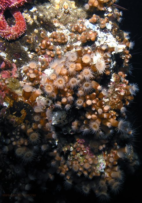 Orange Zoanthid (Epizoanthus scotinus)