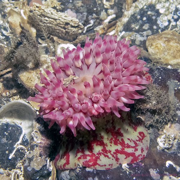 Painted Anemone (Urticina crassicornis)