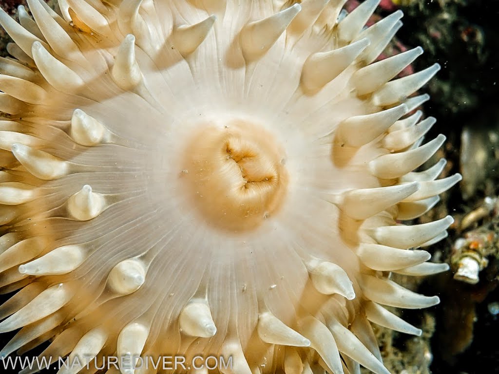 Painted Tealia (Urticina crassicornis)