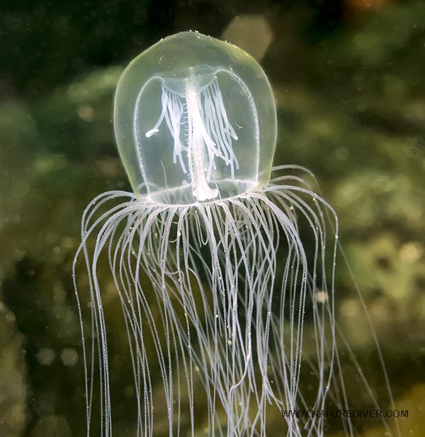 Red Eye Medusa (Polyorchis penicillatus)