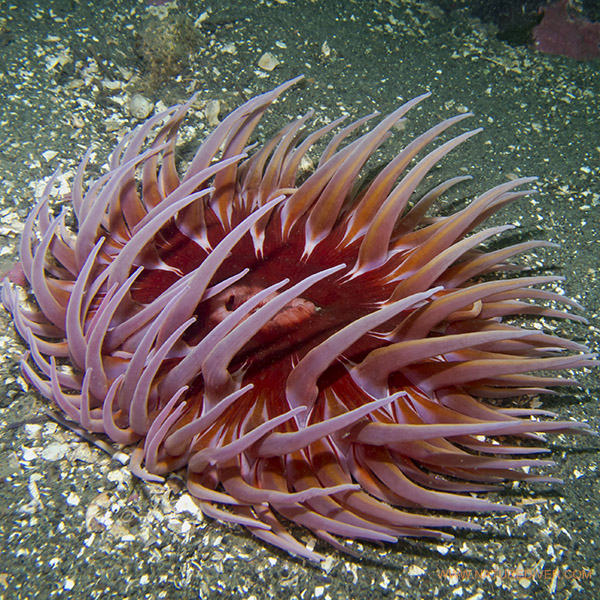 Sand-Rose Anemone (Urticina columbiana)