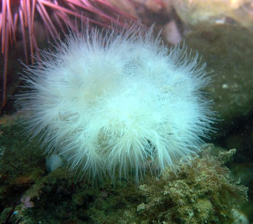 Short Plumose Anemone (Metridium senile)