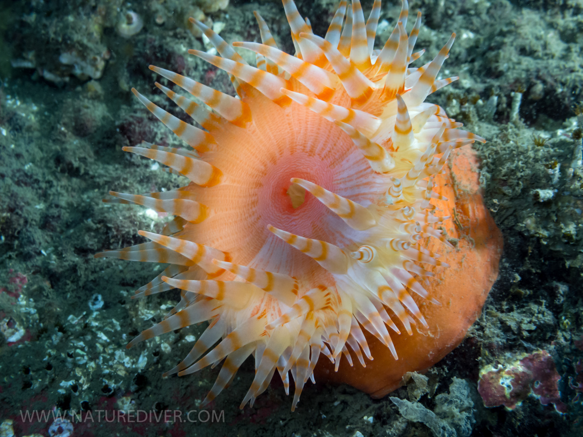 Swimming Anemone (Stomphia didemon) 1